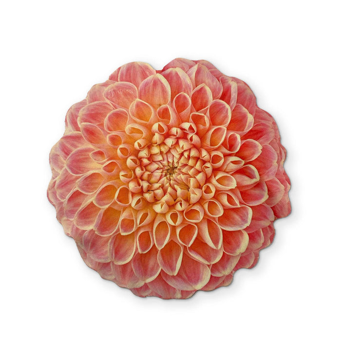 Jinkies-A DAHLIA FLOWER YOU CAN CLEAN YOUR GLASSES WITH