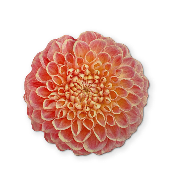 Jinkies-A DAHLIA FLOWER YOU CAN CLEAN YOUR GLASSES WITH